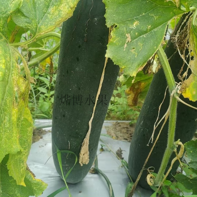 广东新鲜超大青皮冬瓜专用清凉消暑超长光滑降温舒服正宗大冬瓜 新鲜大冬瓜 24斤