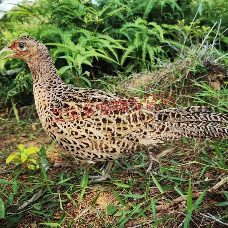 山鸡正宗生态散养七彩山鸡 活体包活 成年山鸡(3母)