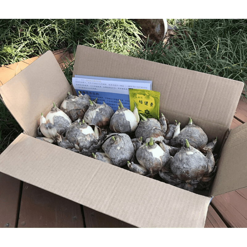 漳州水仙花价格变化趋势分析和“锦枫”品牌介绍|怎么查一款花卉历史价格