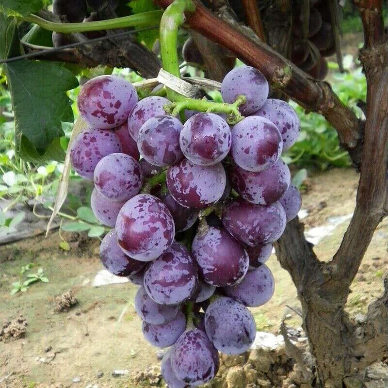 盆栽 庭院爬藤果树苗盆栽地栽葡萄苗苗当年结果南方北方种植 富士之辉