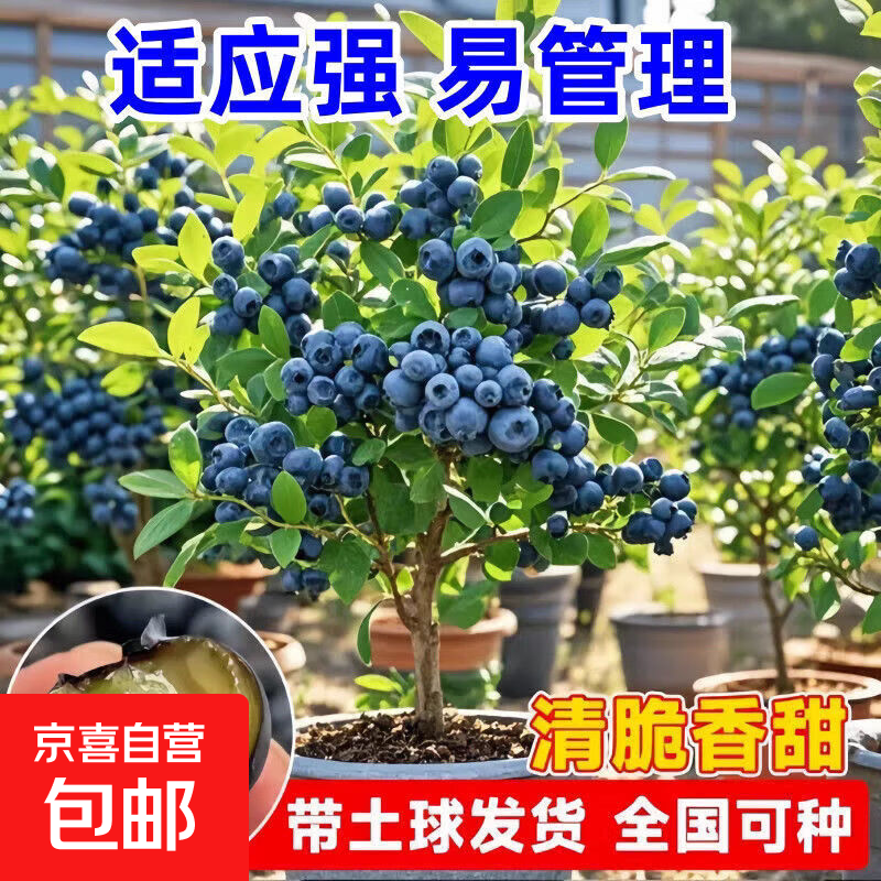 蓝莓树果苗阳台四季盆栽果树苗特大蓝莓苗南北方室外种植当年结果 2年蓝莓苗【品种可备注】