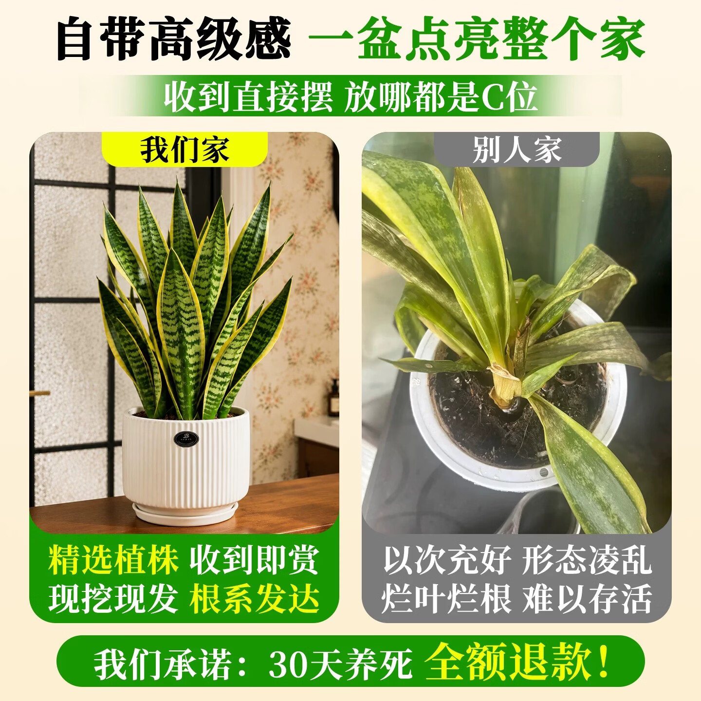 娅莉娜(YELEANA)金边虎皮兰桌面盆栽绿植室内办公室植物植物小盆栽客厅 虎皮兰-30-40cm-育苗盆