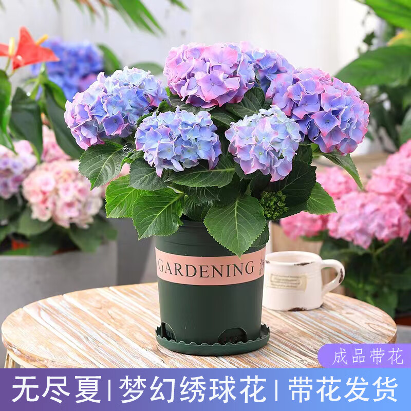 手机怎么看花卉价格曲线|花卉价格比较