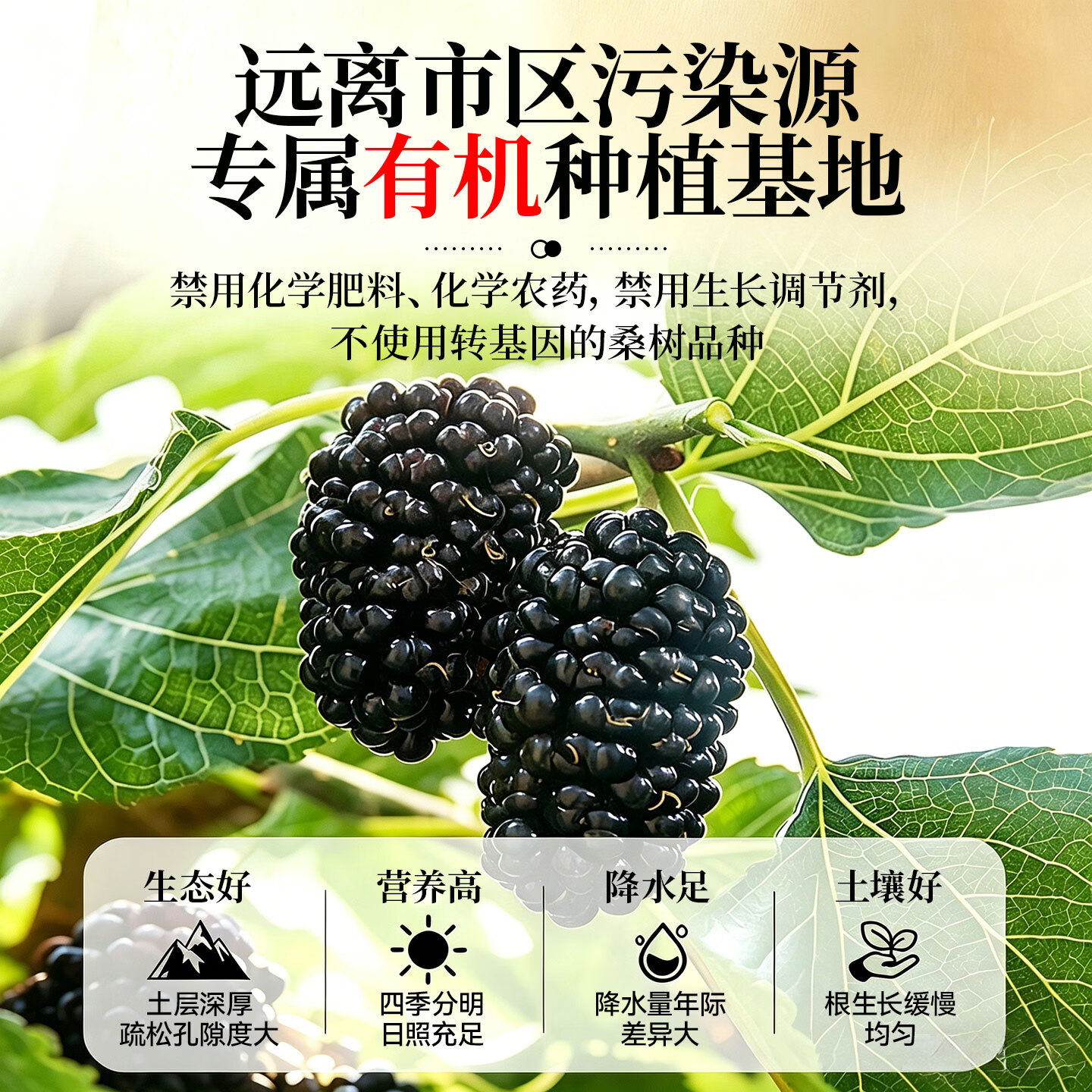 优卓桑葚干黑桑椹特级新疆原产有机黑桑葚干中药材泡水泡酒泡茶专用 【有机黑桑葚】农科院认证力荐 505g*1罐