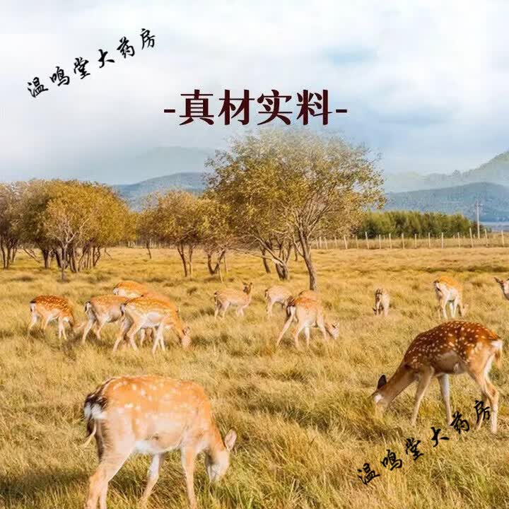 鹿筋丸梅花鹿鹿筋特产保障10g*10丸 [常备装] 8罐 108g*8瓶