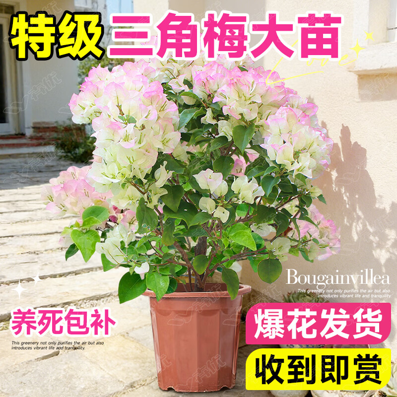 卉优三角梅盆栽客厅阳台庭院地栽四季开花重瓣花卉室外好养带花发货 三角梅绿缨40-50cm 原盆