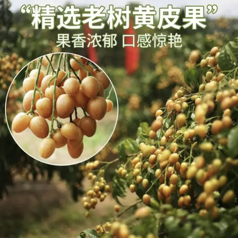 三萌果蔬广东鸡心黄皮果【顺丰冷链闪送】当季特产新鲜水果节日送礼 10斤精选装【冰糖心黄皮-纯甜无酸】净重8斤 S+级臻品果【品质升级】冷链速发