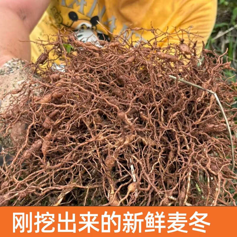 四川野生麦冬 深山野生麦冬农户自挖无硫熏染自然晾晒泡水煲汤 深山野生麦冬 250g*2袋 【家庭装】