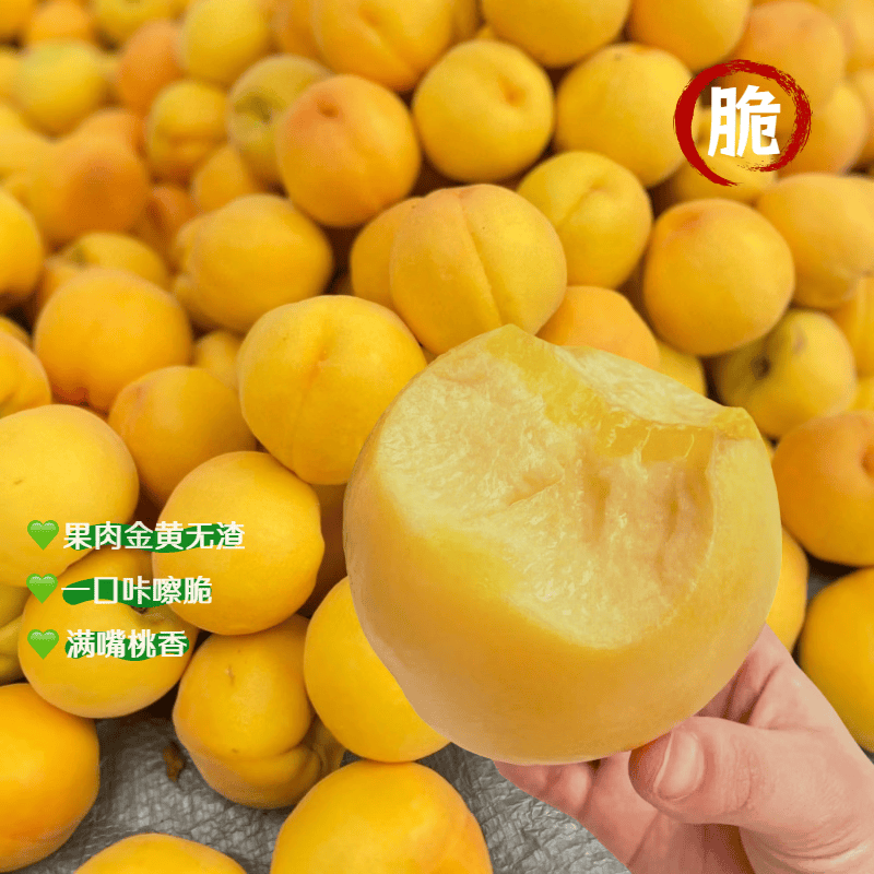 顺丰包邮襄阳现摘黄桃应季鲜果脆甜多汁产地直发整箱装专属 4.5斤大果(单果约180g左右,约12个及以内)