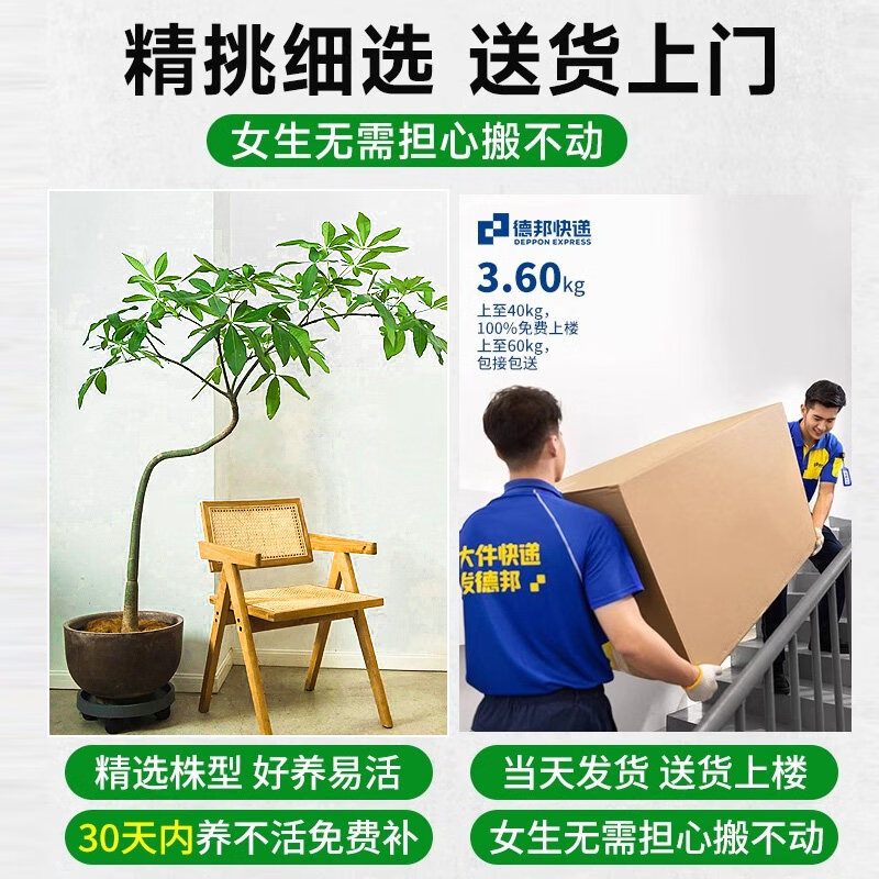 筠钗原生发财树客厅盆栽大绿植办公室内八方来财开业送礼招财树落地 【原生发财树】1.4-1.6m(圆柱盆)