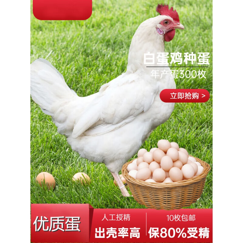 姬卉高产白来航下蛋鸡种蛋受精蛋可孵化正宗产蛋鸡王海兰褐灰粉壳土鸡