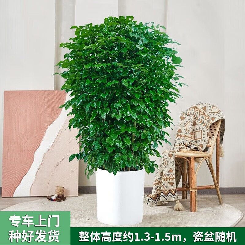 大型绿植价格查询历史|大型绿植价格比较