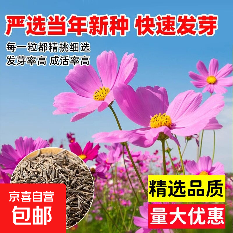 【渠道】波斯菊花种子格桑花种籽子七彩四季播种开花易活庭院室外 粒粒精选/100%新种/格桑花向日葵种子 格桑花种子【20-30粒】+包发芽80存活率