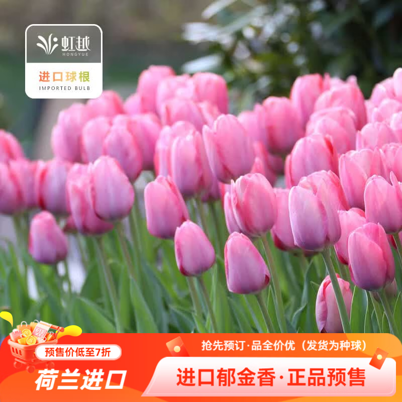 虹越（HONGYUE）2026新品荷兰进口郁金香5球装自然球种球 庭院阳台球根花卉预售 【进口自然球·5球】神秘长安（11/12）