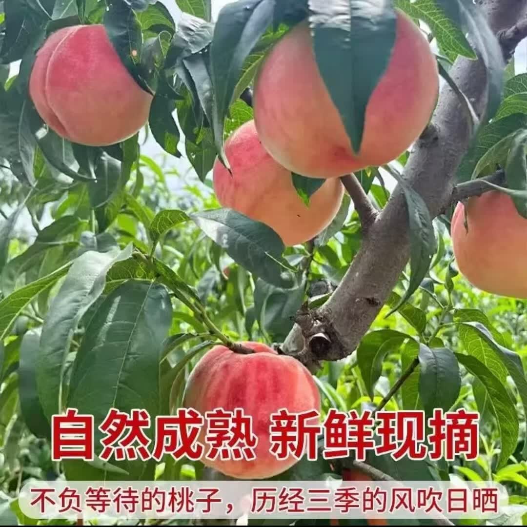 山东蒙阴蜜桃 新鲜水果 自家果园 现摘现发【水蜜桃】 4.5斤普通箱