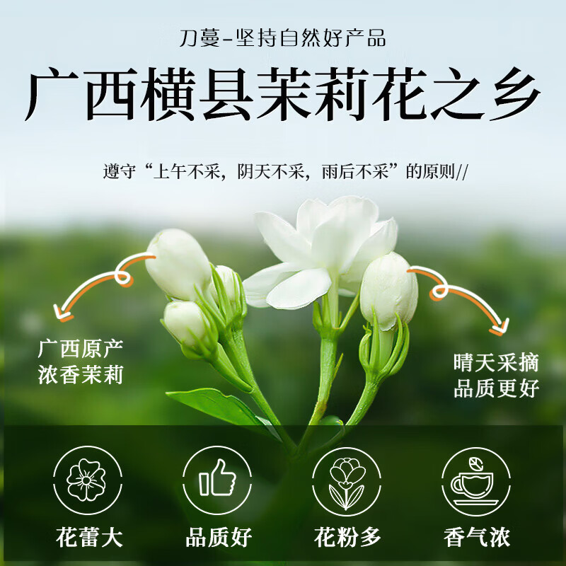 刀蔓养生茶饮茉莉新茶横县2026新茶自己喝茶叶口粮茶 200g*1罐