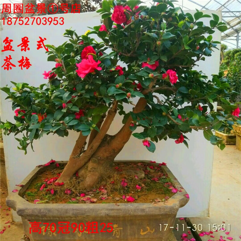 实拍中型造型茶梅盆景开红花盆景式茶梅四季常青 造型茶梅盆景 不含盆