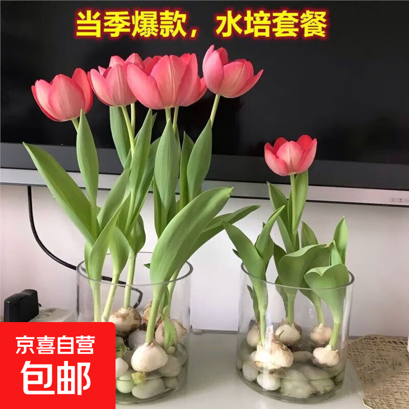 郁金香花卉荷兰进口多年生5度大种球百合室内外植物盆栽好养 1个郁金香种球颜色随机