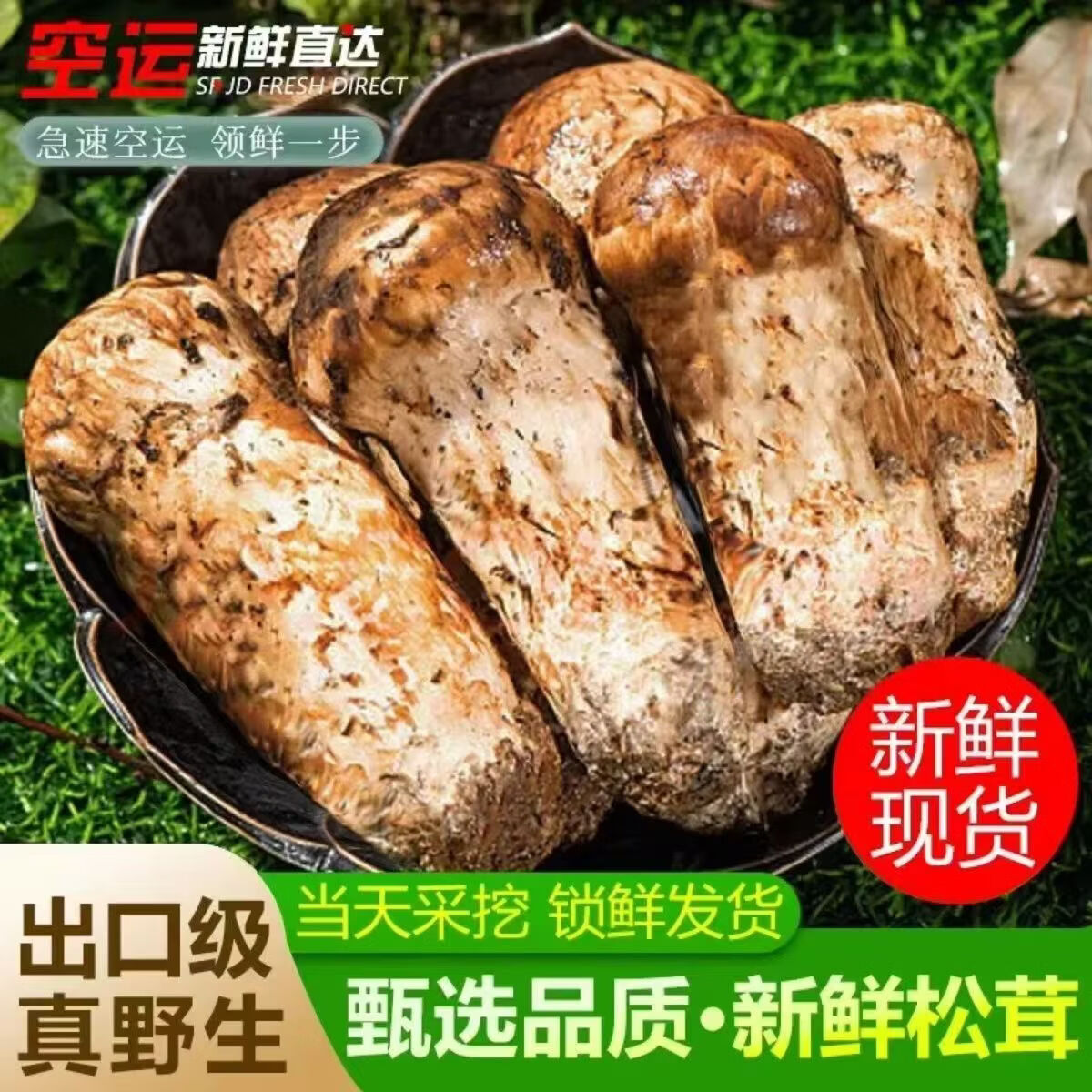 2026年新鲜野生松茸正宗云南香格里拉松茸出口级不开伞【SF空运】 1000g【家庭分享】 【出口级纯野生未开伞】3-5cm迷你款