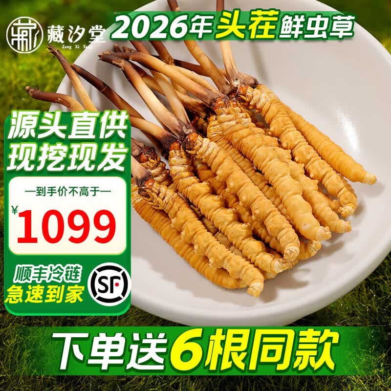 藏汐堂【2026年头茬鲜草】新鲜冬虫夏草 头期鲜虫草 送长辈滋补品 0.8克/条 30条*1盒 京东折扣/优惠券