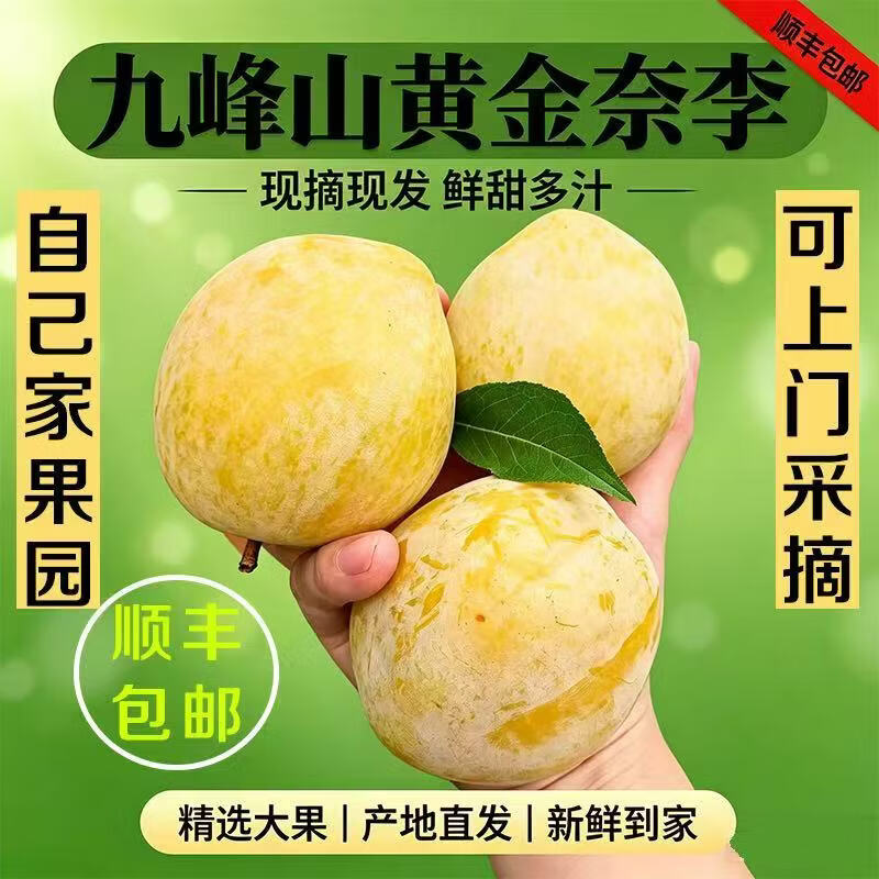 正宗广东粤北乐昌九峰山新鲜水果黄金奈李李子生鲜礼盒装5斤10斤 大果王（单果90-120g）果园现摘现发 净重4750g礼盒装10斤装