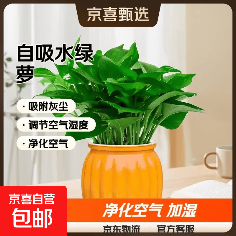 特价绿萝盆栽室内客厅办公室吸甲醛净化空气水培植物绿植花卉好养 【1盆】绿萝+橙色南瓜盆自吸水 整体含盆高度20-25cm