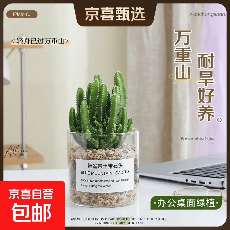 多肉万重山玻璃盆黄金砂营养土 6.99元，龙九蜜薯带箱5斤 9.9元 - 86线报