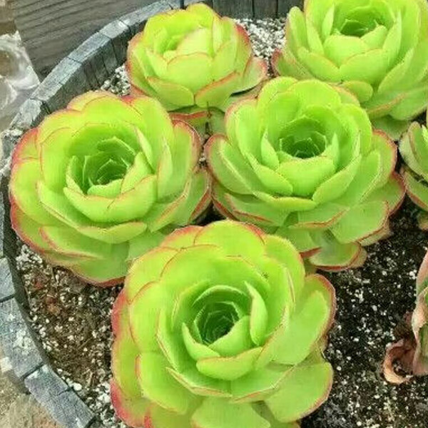 铜壶美杜莎粉女巫红覆轮黑法师多肉植物砍头苗 桔红色_加州香炉盘无根