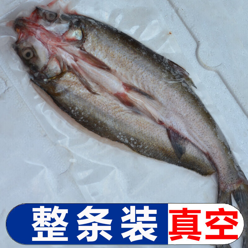 十里馋湖北丹江口【翘嘴白鱼】刁子鱼大白刁鱼淡水鱼大鲌鱼新鲜净膛特产 一斤1条每条1斤左右 净重发货去鳞去腮去内脏