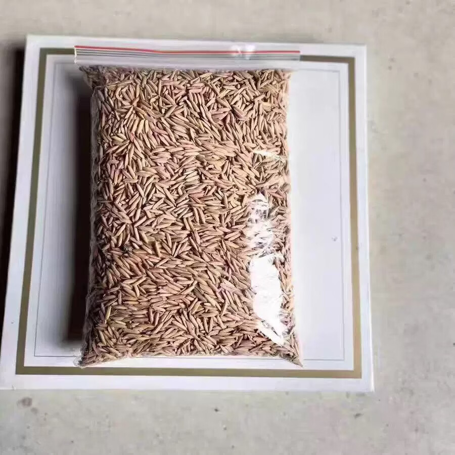 独家秘方老鼠药家用商用耗子药克星稻谷饵料老鼠引诱剂 十斤【大面积商用】