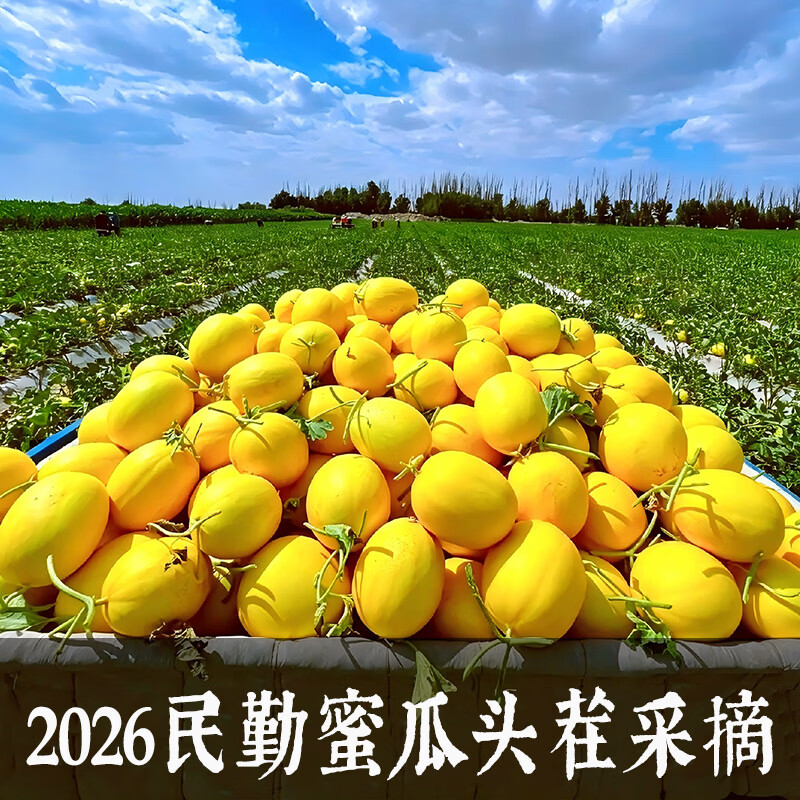 冉沃优选现摘头茬民勤蜜瓜白兰瓜新鲜黄金蜜瓜当季水果沙漠红金宝甜香瓜 【金红宝】净4.5-5斤(1-2枚) 现摘速发