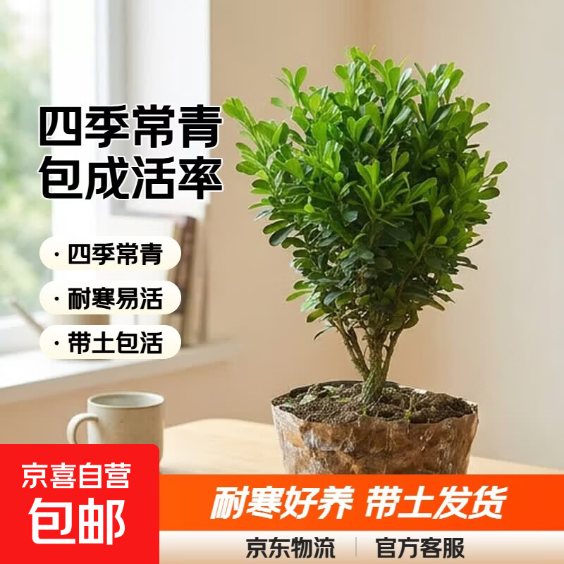 迩英阁黄杨盆景耐寒办公室内盆栽四季常青好养客厅花卉庭院树苗桌 黄杨盆栽35厘米高 不含盆  根部带土球发货  包成活