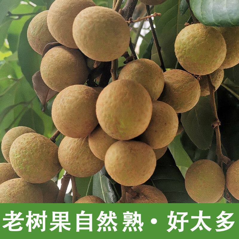 鲜宝道石峡龙眼新鲜采摘lz1 5斤石峡龙眼净重4单果6-12克 京东折扣/优惠券
