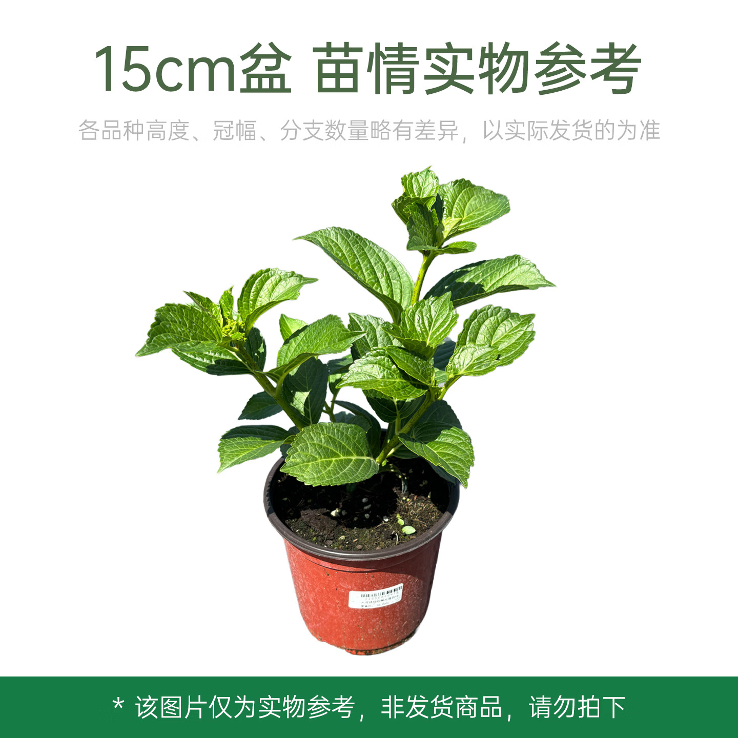 海蒂的花园绣球花苗小苗四季无尽夏花手鞠绣球阳台庭院花卉盆栽植物室内花卉 绣球无名15 含盆