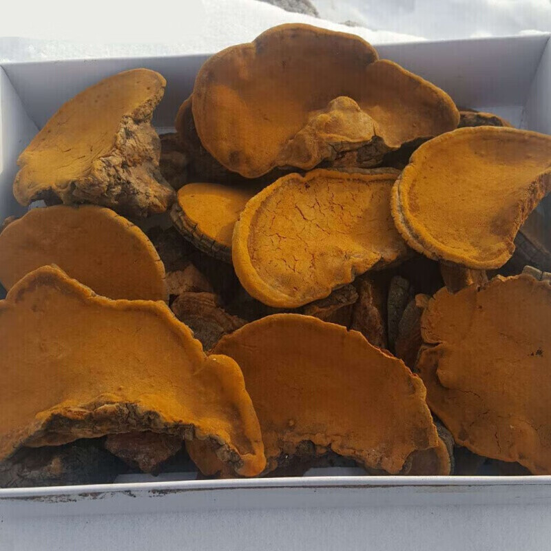 原产地大兴安岭天然朝鲜桑黄灵芝松针层孔菌林芝精装礼盒500g