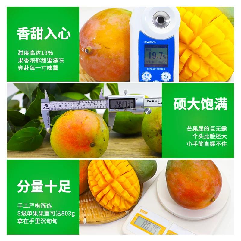 新鲜当季四川凯特大青皮芒果整箱攀枝花水果生鲜礼盒 净重4.5斤(单果200-400g)