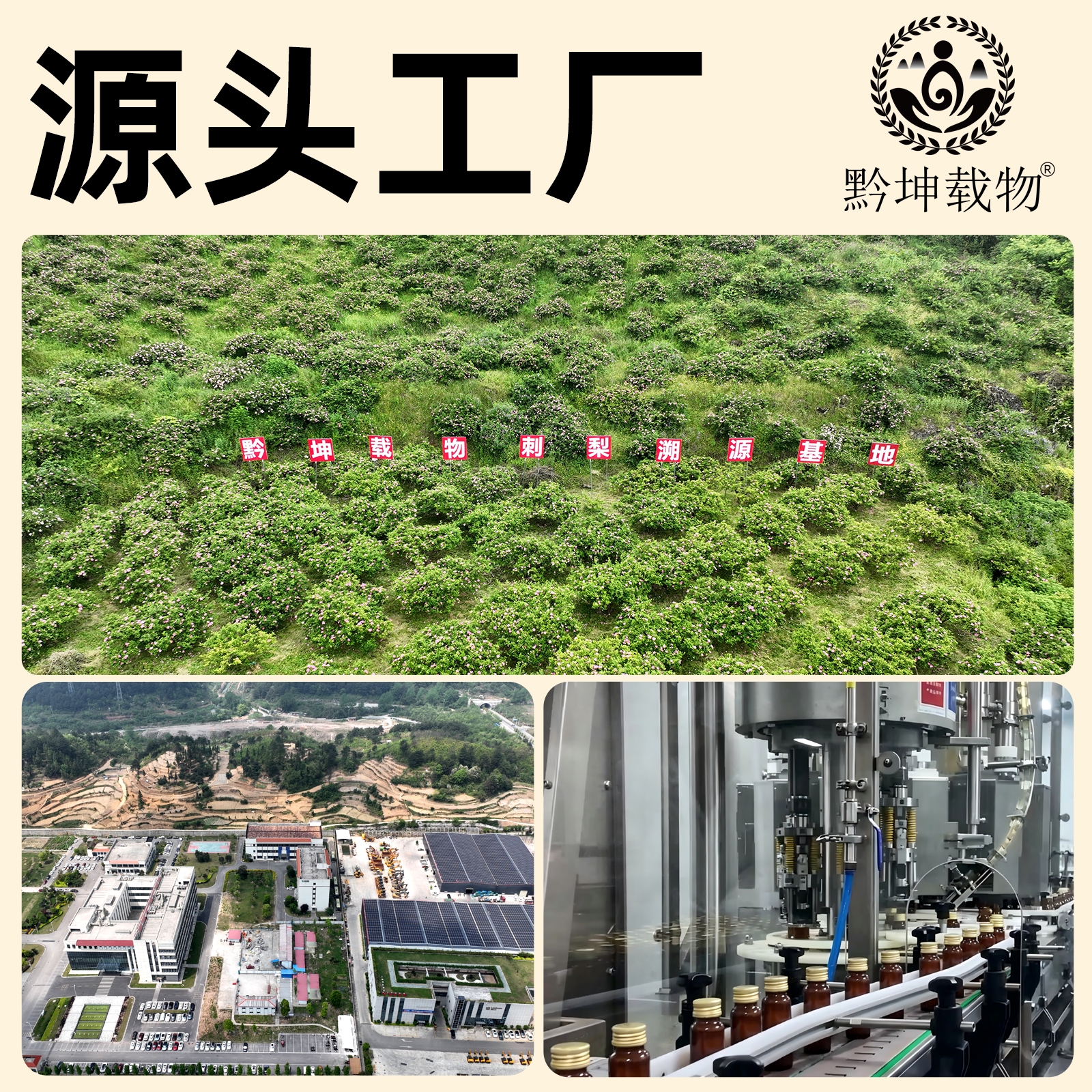 贵州刺梨原汁原浆100%纯果汁纯天然高VC鲜果榨汁50mL*10瓶礼盒装 刺梨原汁(50*10瓶)2盒
