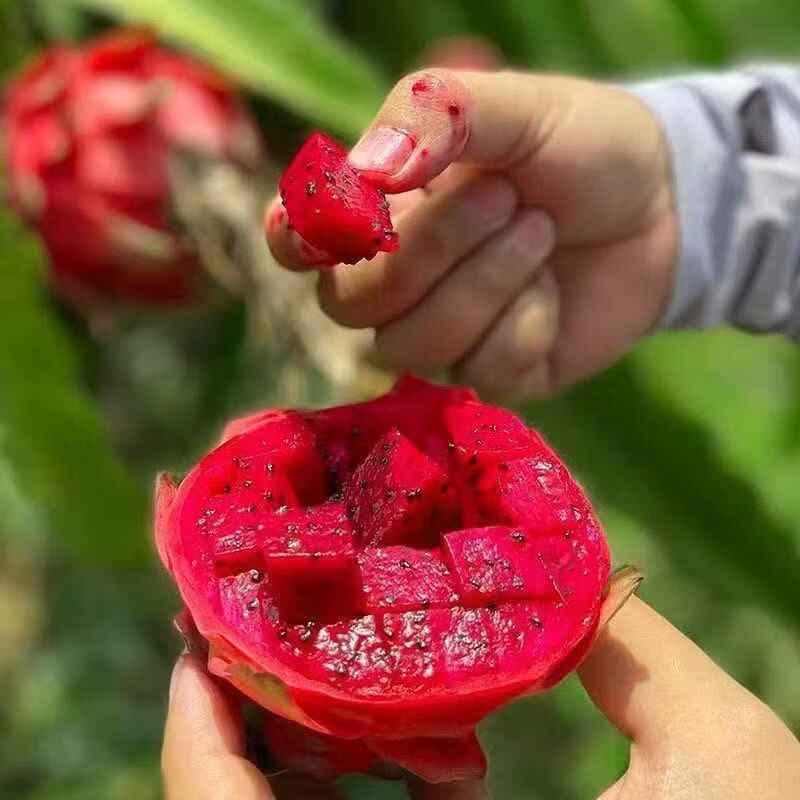 单果300g起】金都一号红心火龙果当季甜红肉正宗应季热带水果批发 净重4.5斤 300g-400g中果