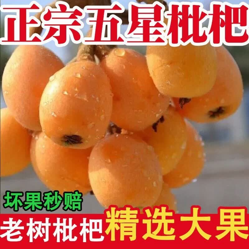 格沃斯生鲜枇杷鲜果新鲜当季蔬果超市水果大五星枇杷整箱现摘非枇杷干 3斤 特大果40-60g