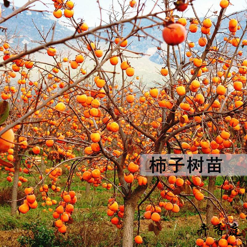 老桩南方北方带土球种植当年结果甜脆柿子苗树 甜柿5公分粗带土球发货