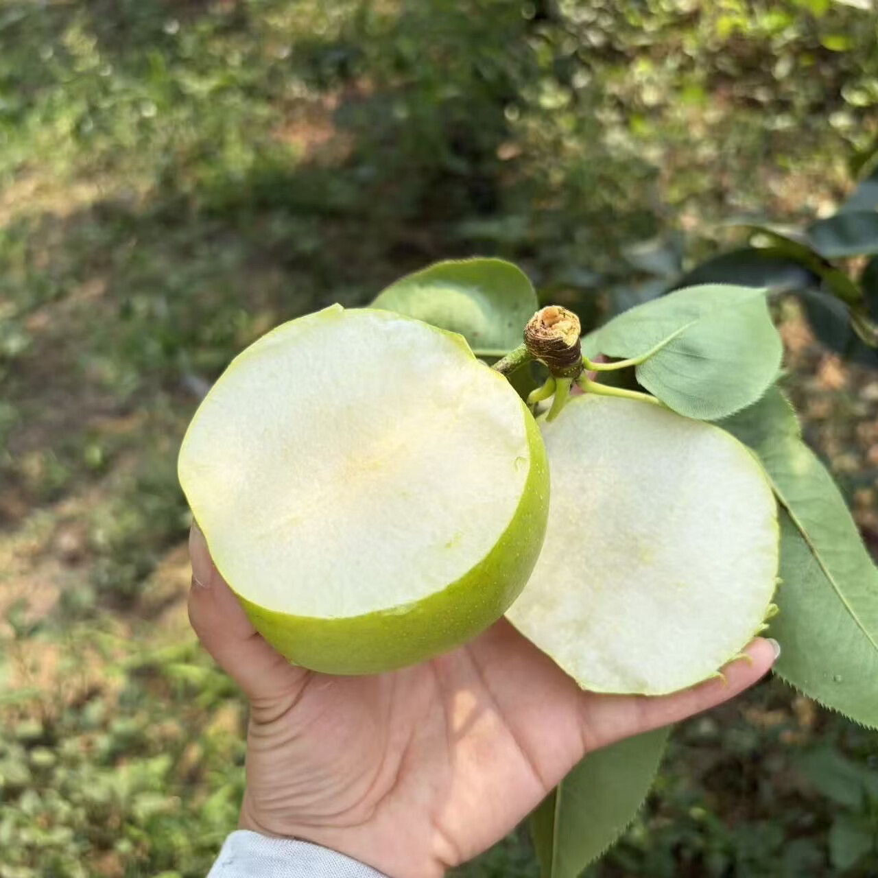 格沃斯(GEWOSI)安徽砀山梨皇冠梨青皮梨水果新鲜梨子应季水果超市 带箱2斤精选装大果200g+