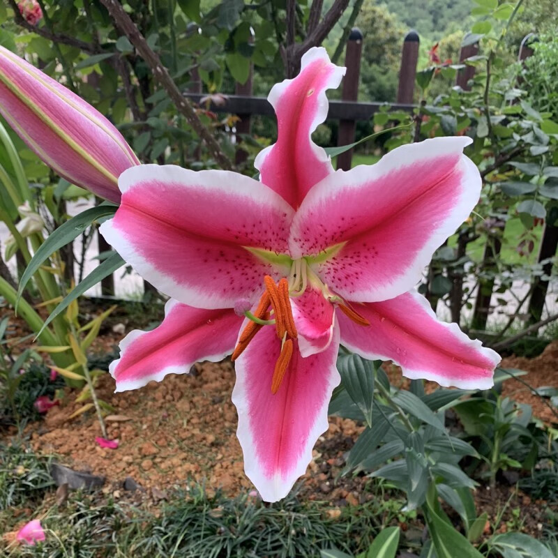 百合花 相关京东优惠商品推荐降序排行榜 78 价格图片品牌优惠券 虎窝购 百合花 相关京东优惠商品推荐降序排行榜 78 价格图片品牌优惠券 虎窝购