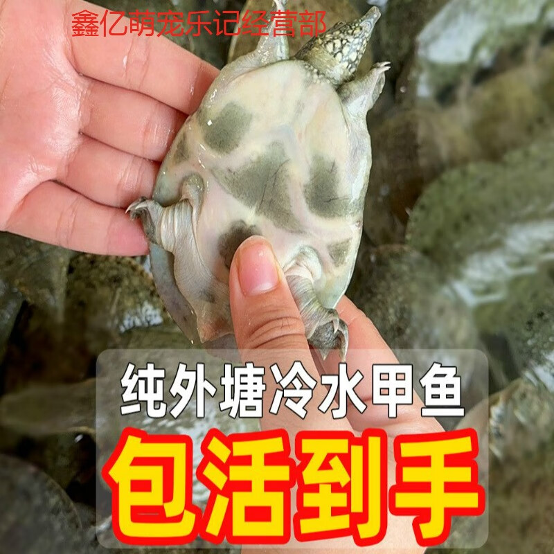 活苗养殖专用团鱼活苗本地小王八苗中华鳖苗包活 外塘冷水中华甲鱼苗