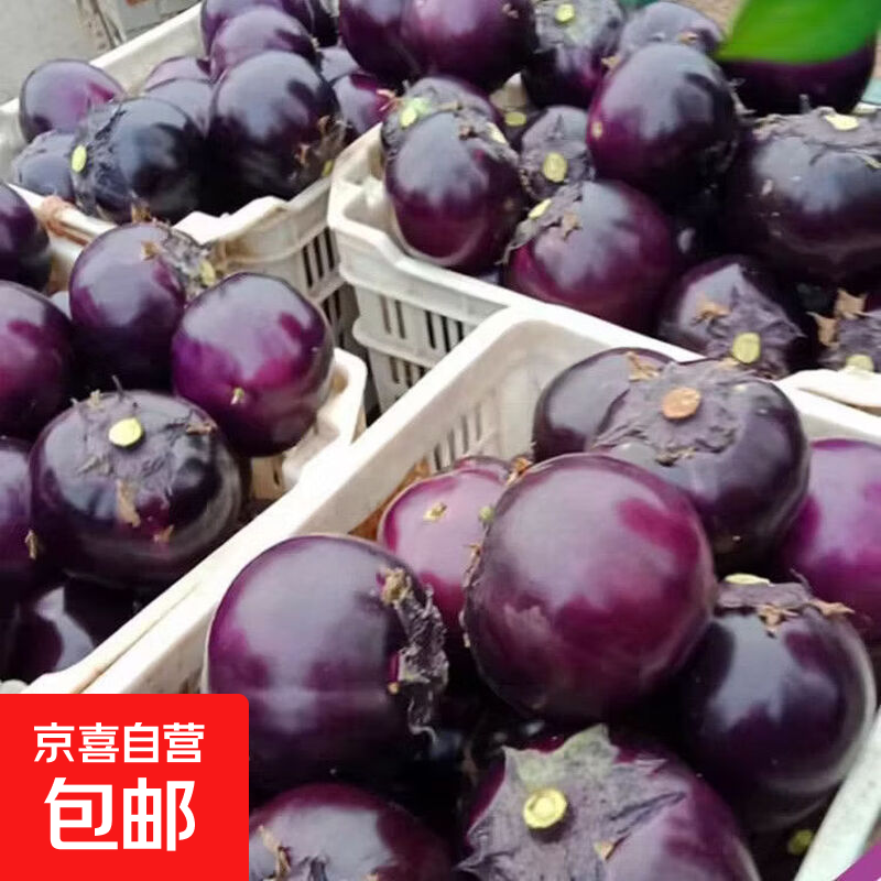 新鲜现摘圆茄子 山东园茄5斤家庭款5斤 5斤