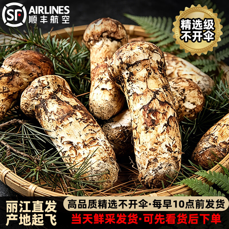 云南丽江新鲜松茸菌 野生菌子精选级未开伞鲜松茸刺身食材特产 5-7m净重500g【精选级丽江松茸】 京东折扣/优惠券