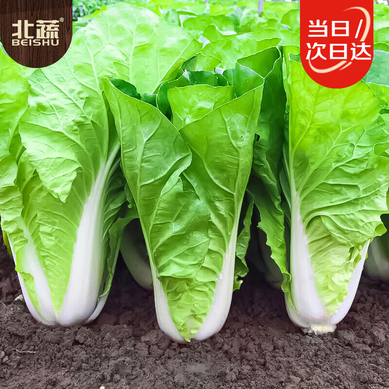 北蔬奶油快菜种子苗夏秋季小白菜蔬种籽 卓脆速生奶油快菜种子约500粒