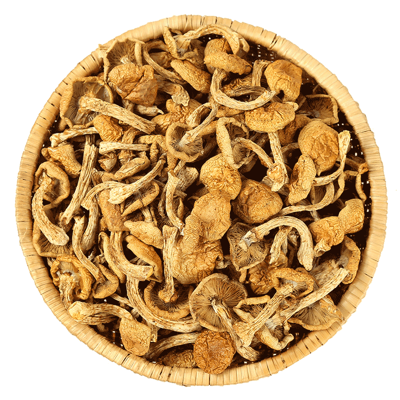 菌初東北滑子菇松蘑干貨小雞燉蘑菇新鮮蘑菇小黃蘑菌菇食用菌煲湯食材 滑子菇500g