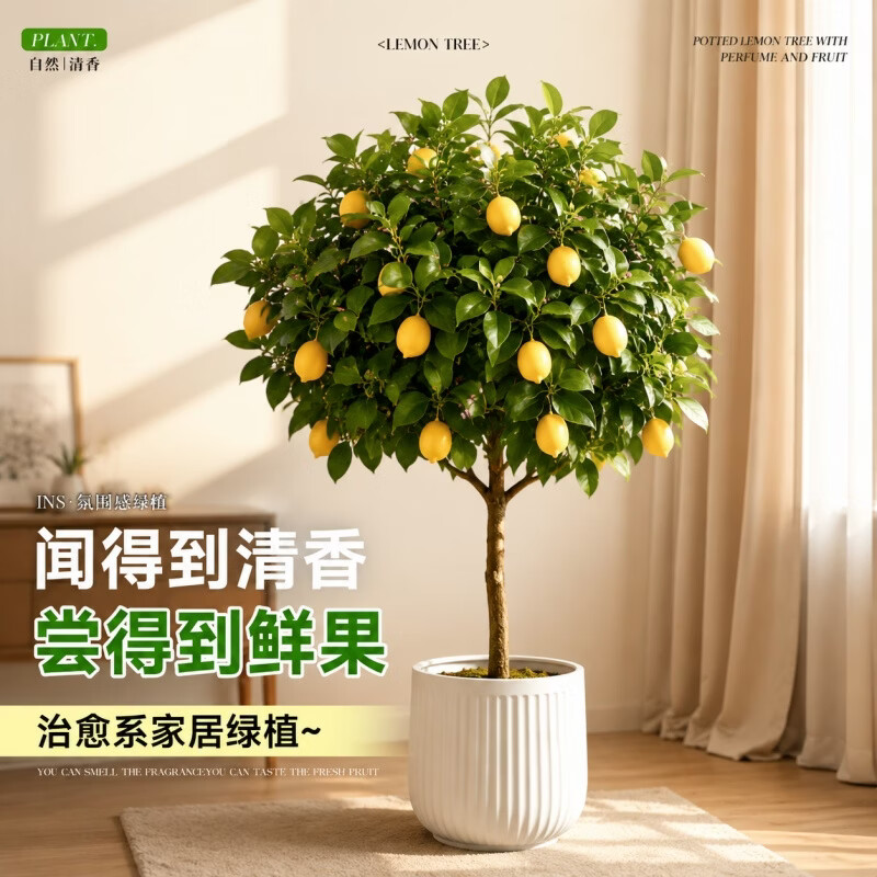娅莉娜（YELEANA）香水柠檬树盆栽带果客厅绿植大型植物室内阳台禄植四季好养除甲醛 【带果】柠檬树1.6-1.8m聚宝盆