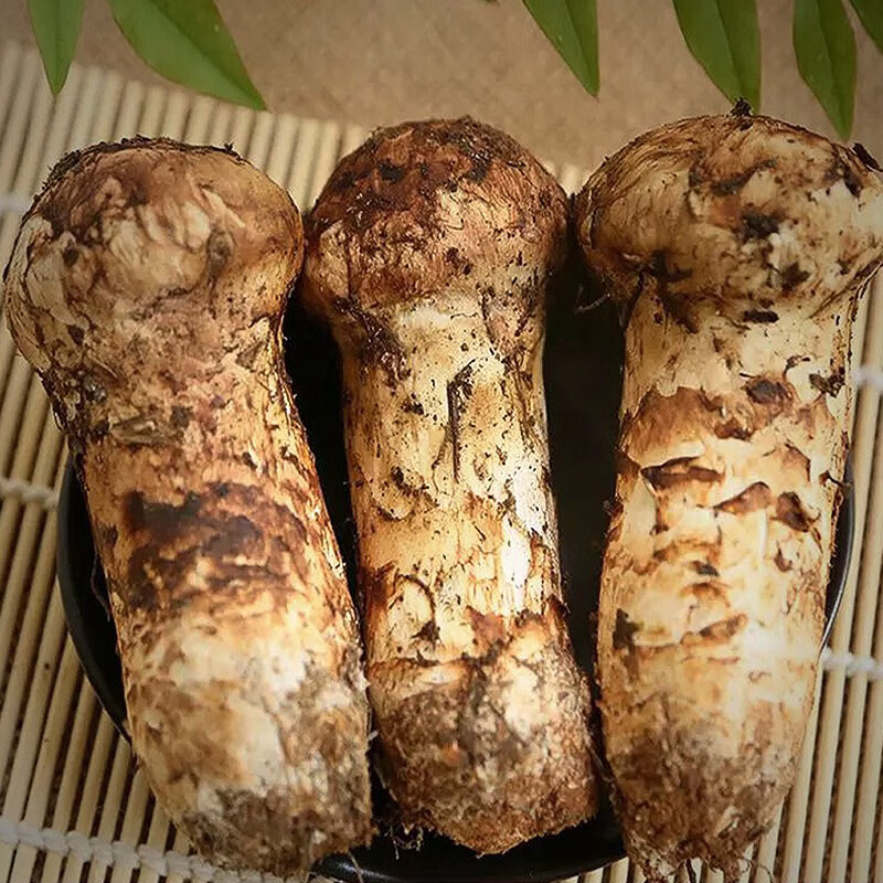 云南丽江新鲜松茸菌 野生菌子精选未开伞鲜松茸 9-12cm净重1kg【精选级丽江松茸】