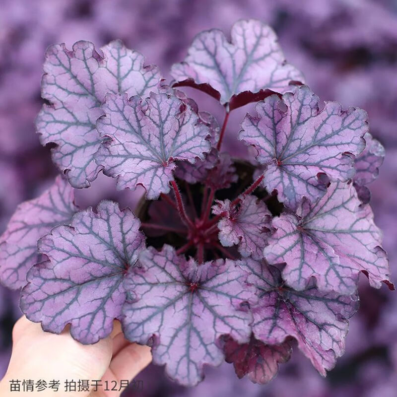 江影清矾根耐寒植物观叶盆栽彩叶阳台庭院花园四季变色多年生宿根花卉
